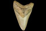 Fossil Megalodon Tooth - North Carolina #109883-1